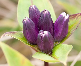 Gentiana clausa