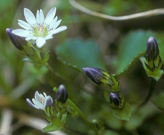 Gentiana douglasiana