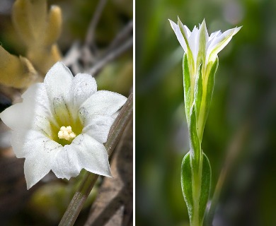 Gentiana fremontii