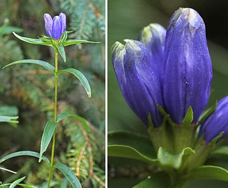 Gentiana linearis