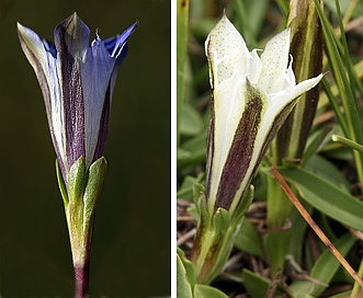 Gentiana newberryi