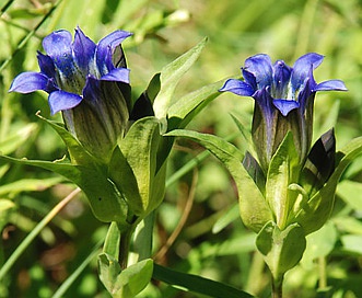 Gentiana parryi