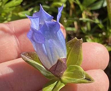 Gentiana platypetala