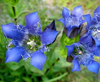 Gentiana plurisetosa