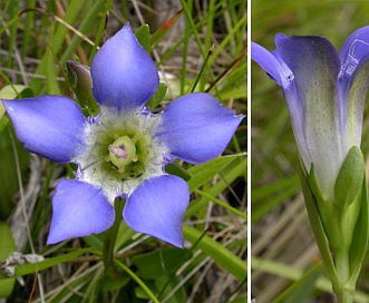 Gentiana setigera