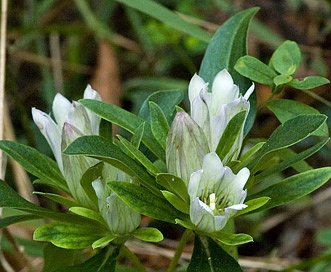 Gentiana villosa