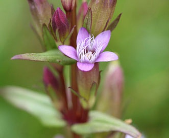 Gentianella amarella