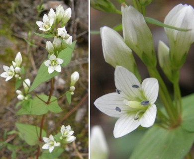 Gentianella microcalyx