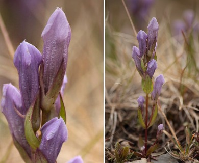 Gentianella propinqua