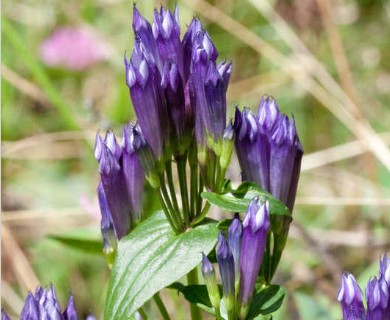 Gentianella quinquefolia