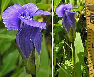 Gentianopsis thermalis