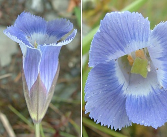 Gentianopsis virgata