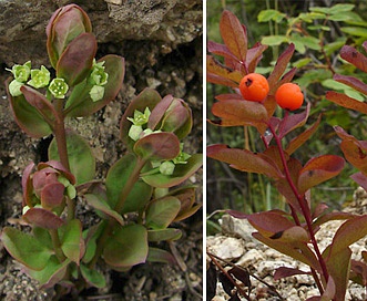 Geocaulon lividum