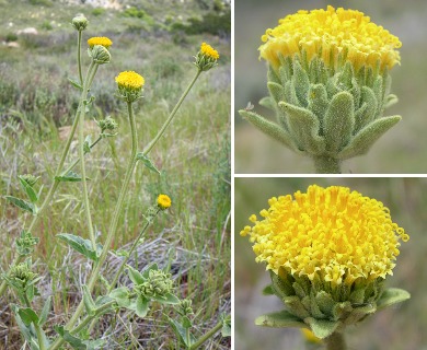 Geraea viscida