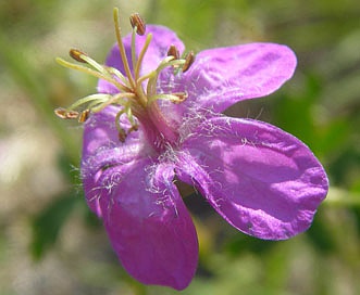 Geranium caespitosum