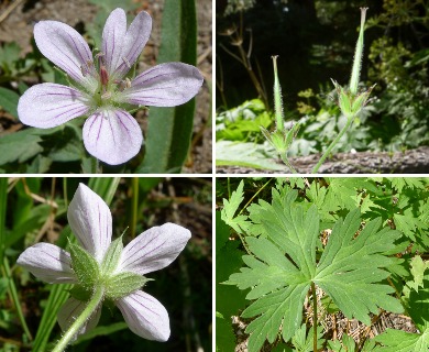 Geranium californicum