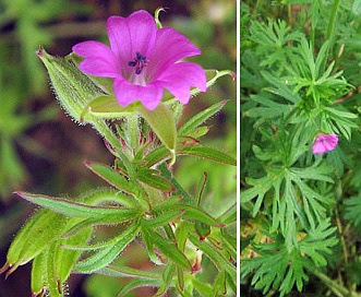 Geranium dissectum