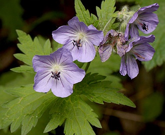 Geranium erianthum