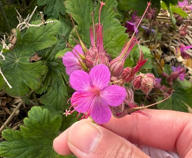 Geranium macrorrhizum