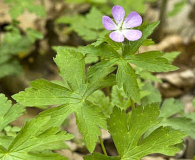 Geranium maculatum