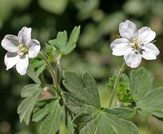 Geranium potentilloides