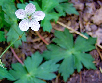 Geranium richardsonii