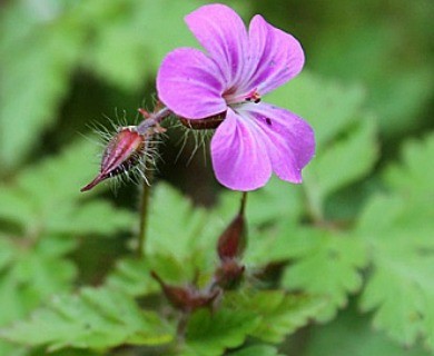 Geranium robertianum