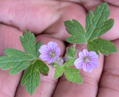 Geranium seemannii