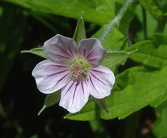 Geranium sibiricum