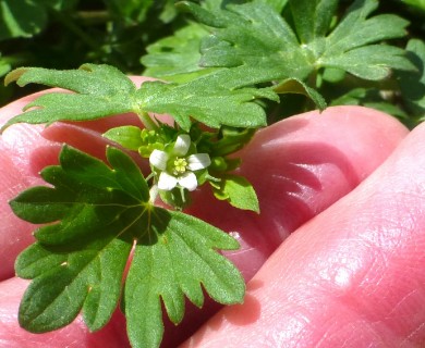Geranium texanum