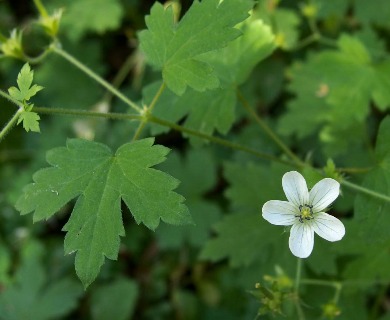 Geranium wislizeni