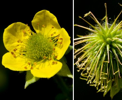 Geum aleppicum