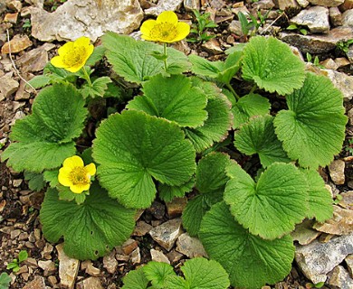 Geum calthifolium