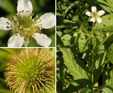 Geum laciniatum