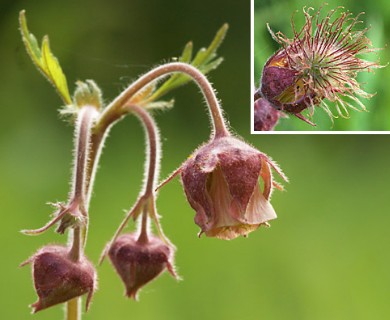 Geum rivale