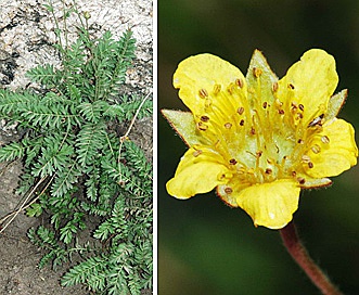 Geum rossii