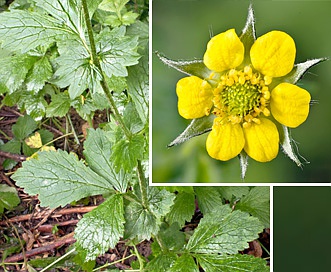 Geum urbanum