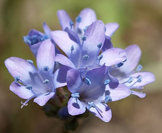 Gilia achilleifolia