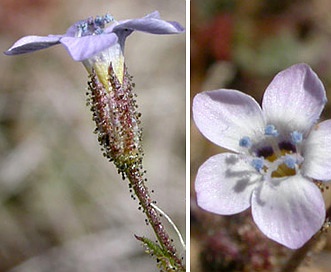 Gilia brecciarum