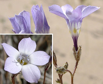 Gilia cana