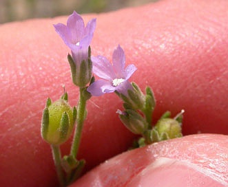 Gilia inconspicua