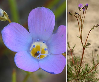 Gilia latiflora