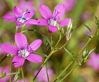 Gilia leptantha