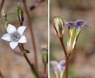 Gilia mexicana