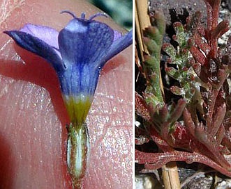 Gilia ochroleuca