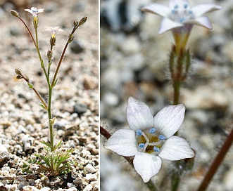 Gilia stellata