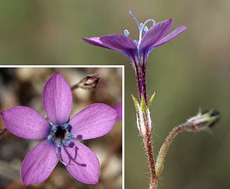 Gilia tenuiflora