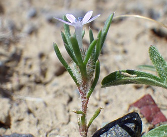 Gilia tweedyi