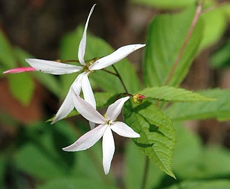 Gillenia trifoliata