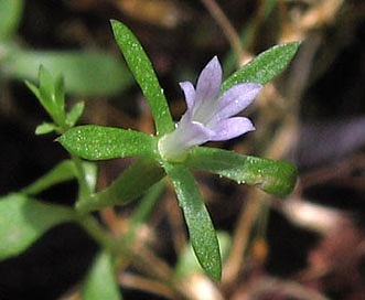 Githopsis diffusa